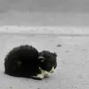 枫神浪子
