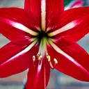 甜心小麻花