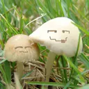 空心菜来吧帅哥