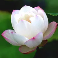 ╰♥゛福